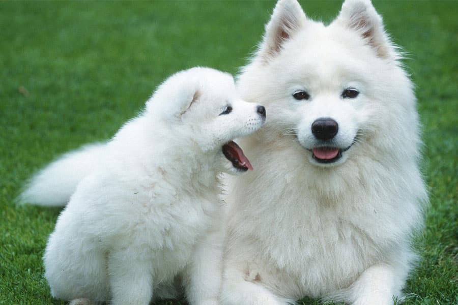 The 5 Most Popular <b>Dog Breeds</b> Among CEOs - Huskies