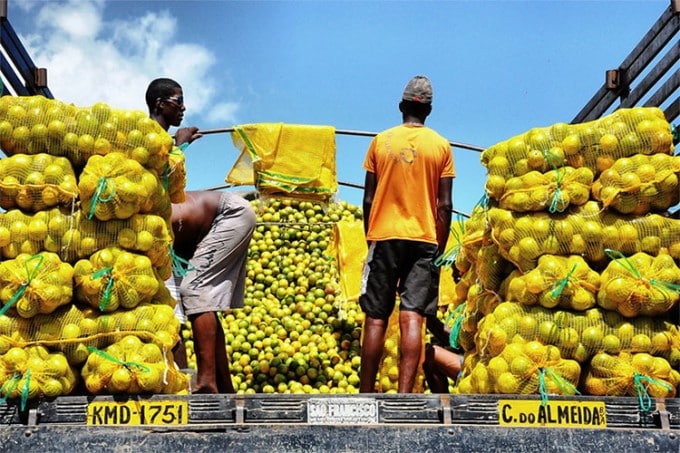 Workers preparing to sell oranges in Brazil