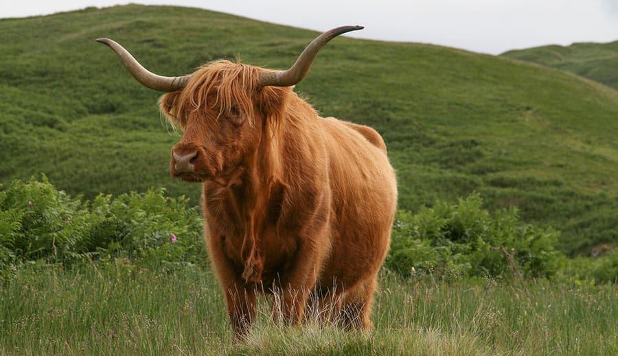 highland cow in Hart, South East