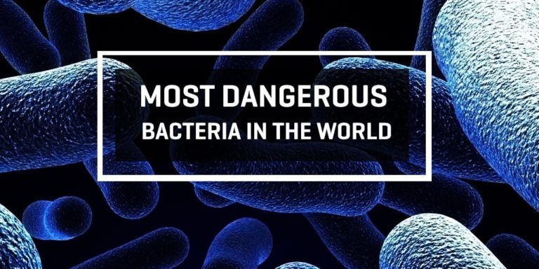 Meet The 12 Most Dangerous Bacteria In The World - CEOWORLD magazine