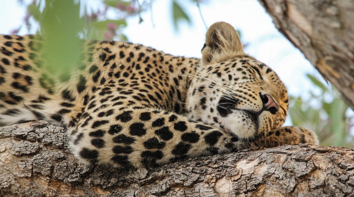 Okavango Delta, Botswana