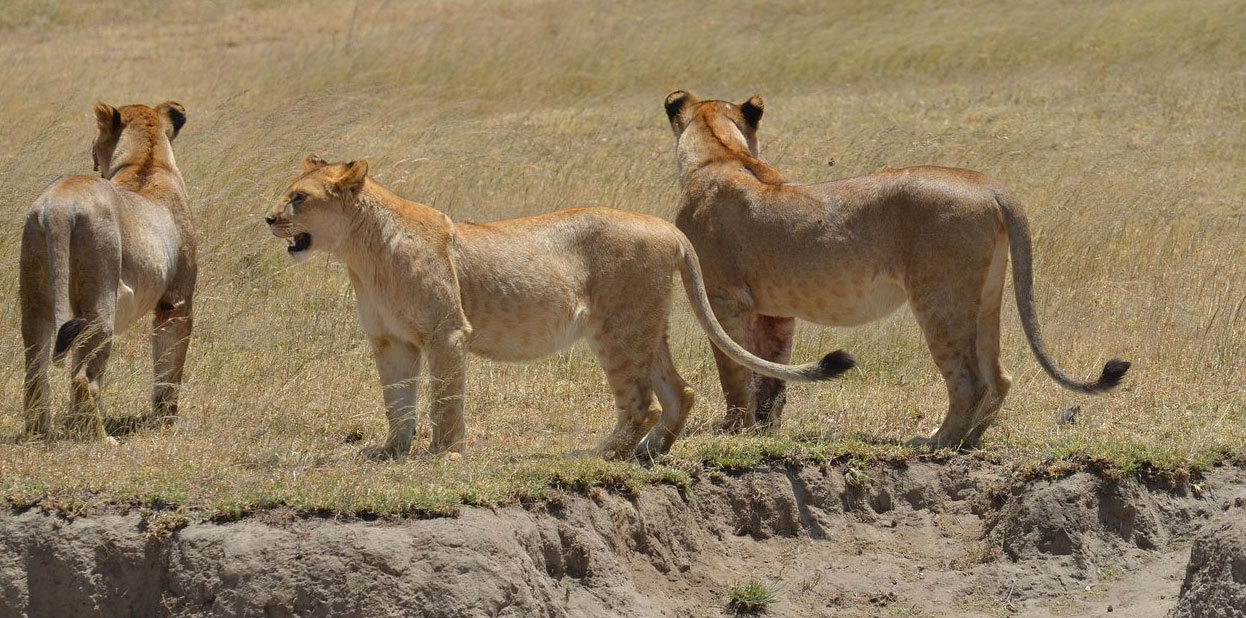 Serengeti, Tanzania