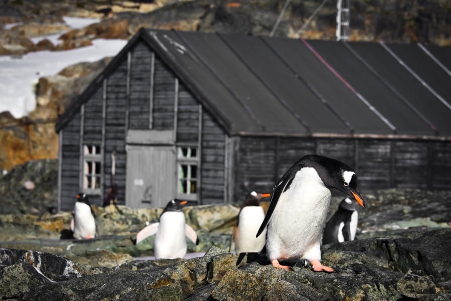 Antarctica, Penguins