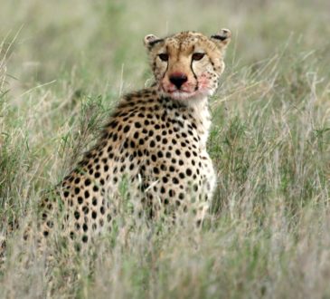 Cheetah, Africa