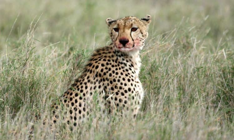 Cheetah, Africa