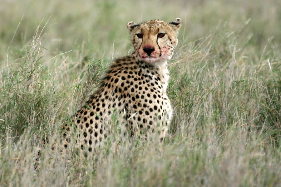 Cheetah, Africa