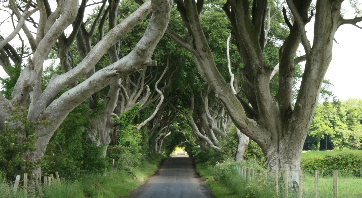 The Dark Hedges (Ballymoney), Northern Ireland, United Kingdom