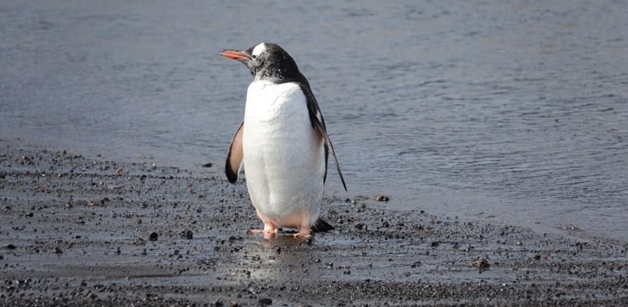 Deception Island (Antarctic Peninsula)