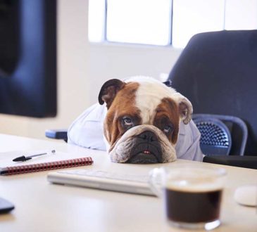 Dog Dressed As Businessmen