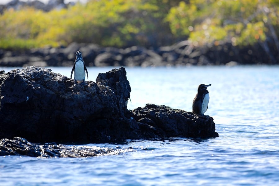 Galapagos Islands, Penguin