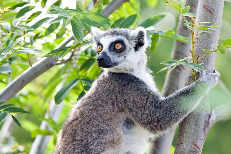 Madagascar, Lemur