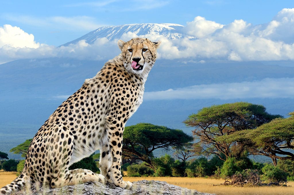 African Cheetah Kilimanjaro National Park