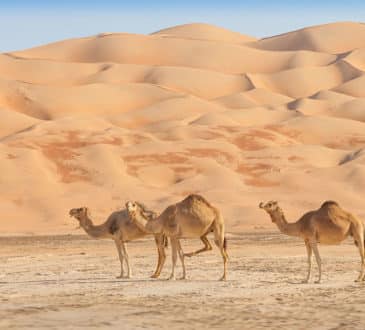 The Arabian Desert, Dubai (United Arab Emirates)