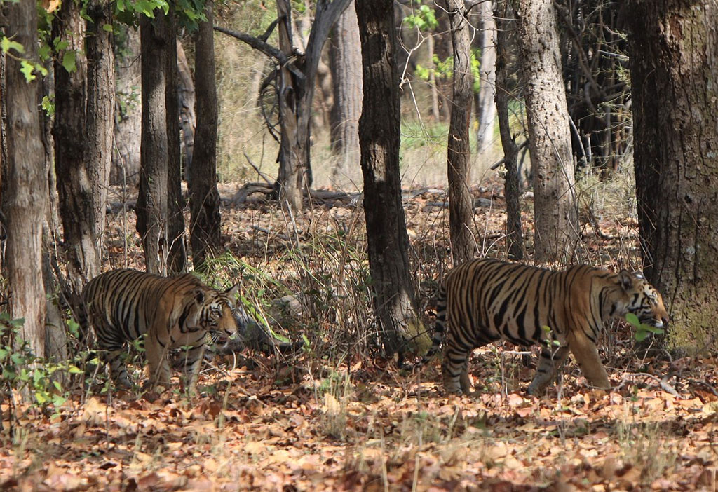 Bandhavgarh National Park, India