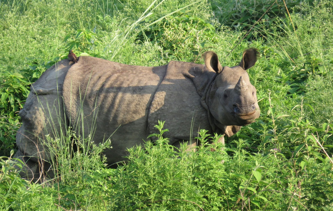 Chitwan National Park, Nepal