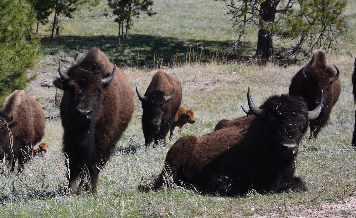 Custer State Park, South Dakota