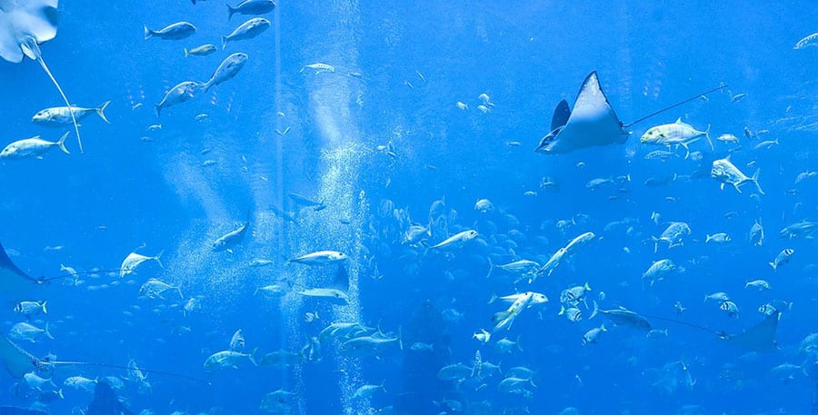 Dubai Aquarium & Underwater Zoo, Dubai, United Arab Emirates