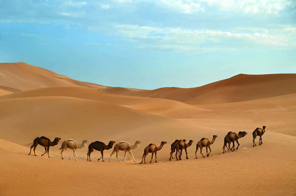 Exploring The Majestic Sahara Ceoworld Magazine
