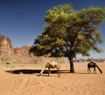 Sahara desert in Morocco