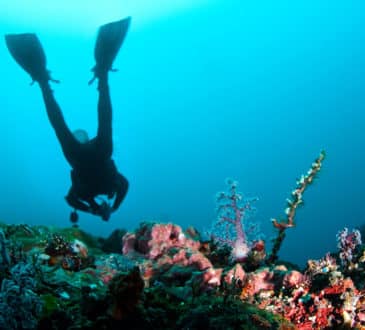 Scuba Diving