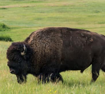 Theodore Roosevelt National Park, North Dakota