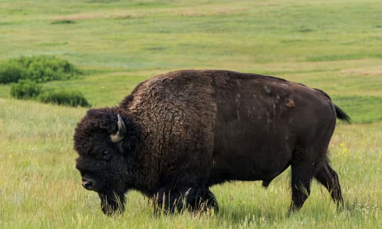 Theodore Roosevelt National Park, North Dakota