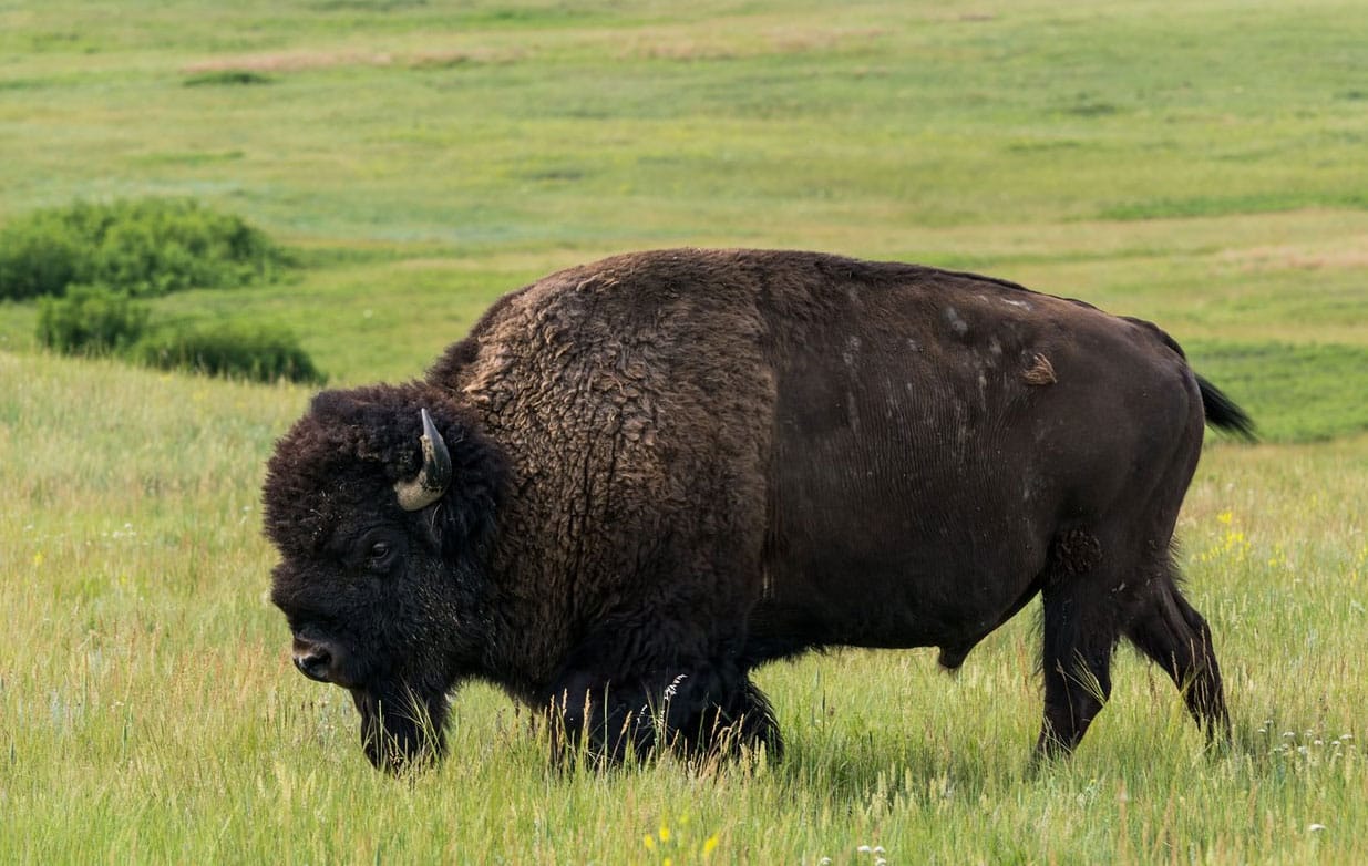 Theodore Roosevelt National Park, North Dakota