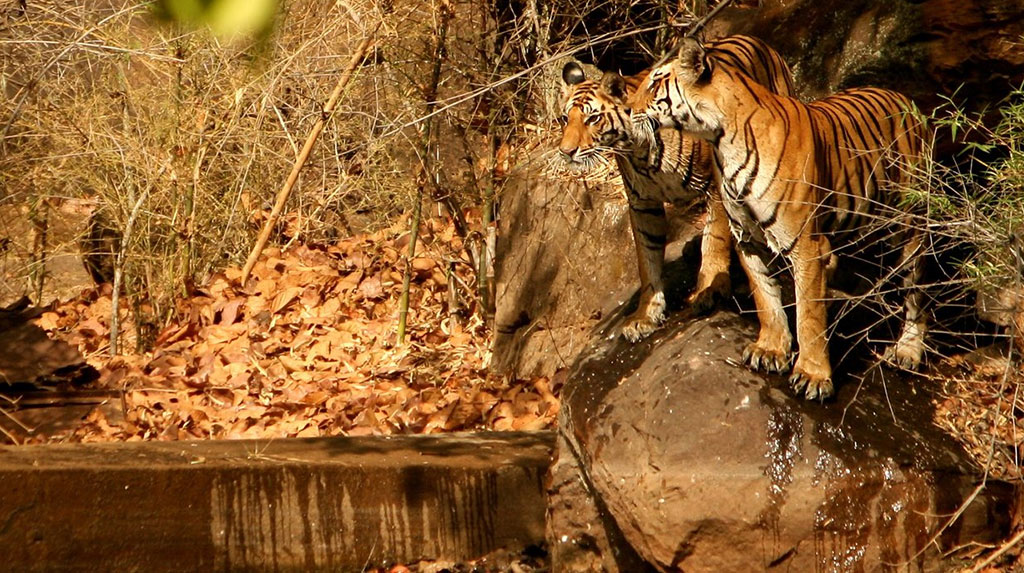 Tiger Chitwan National Park Nepal