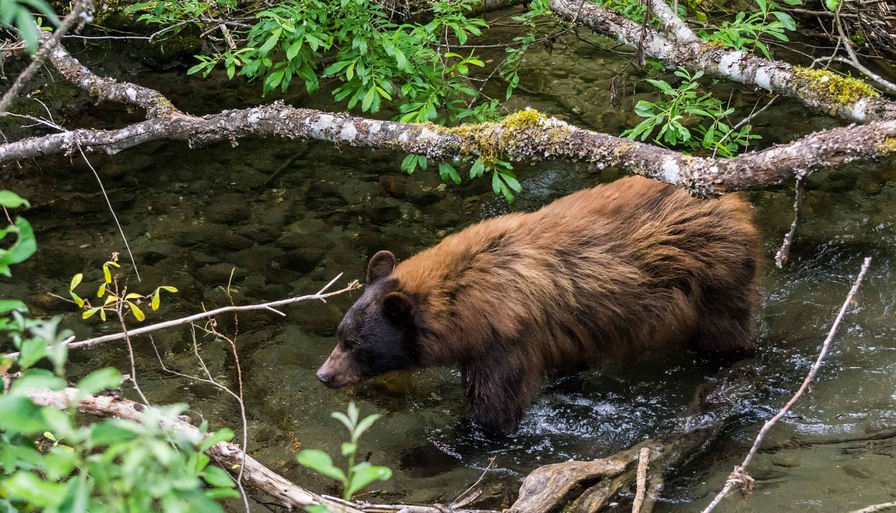 Tongass National Forest, Alaska