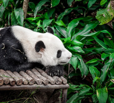 Giant panda