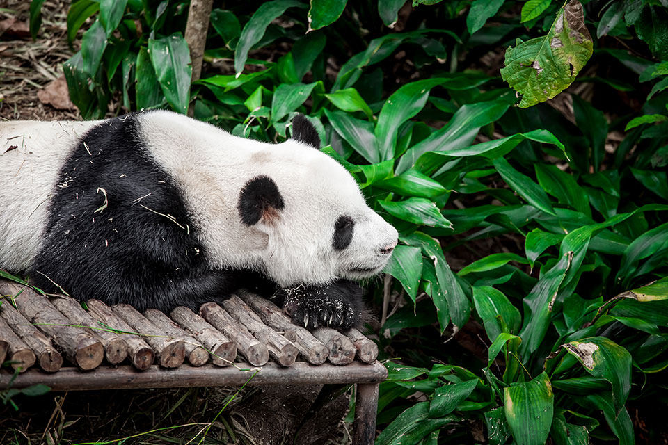 Giant panda