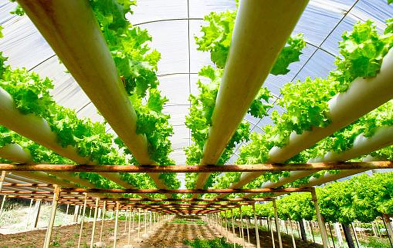 hydroponic farming at home download free