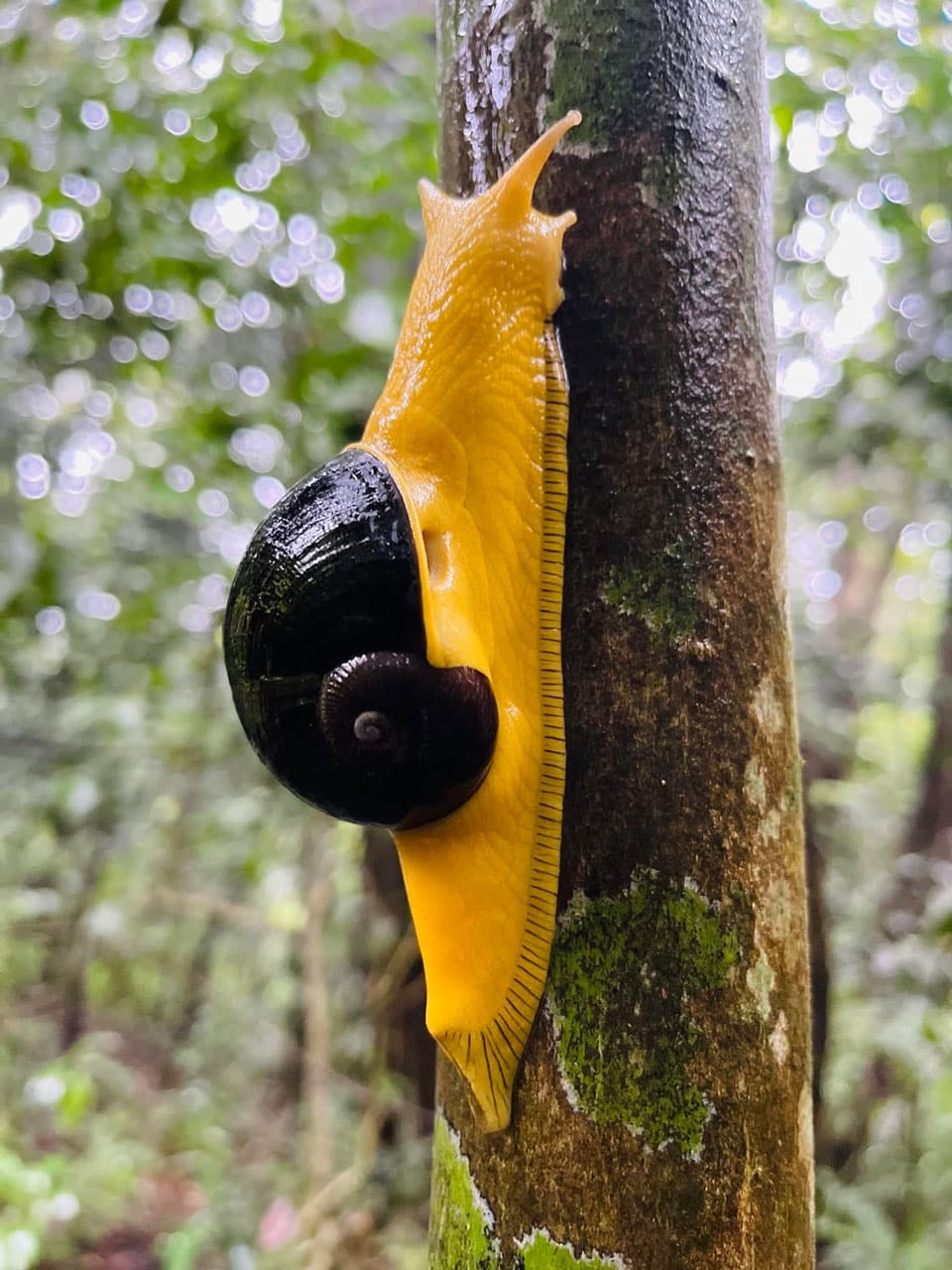 Lakkidi Wayanad Kerala