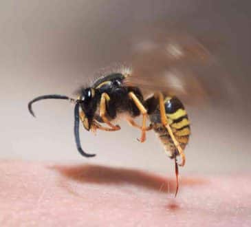 Wasp Sting