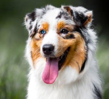 Australian Shepherd