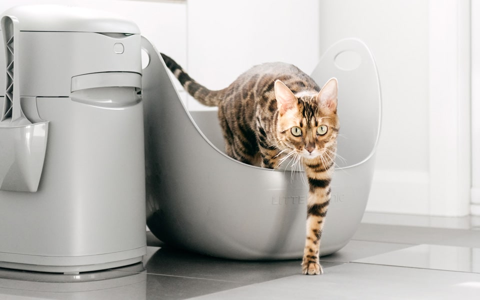 5 Ways Litter Genie Improves Cat Care CEOWORLD magazine